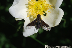 Hemipenthes morio